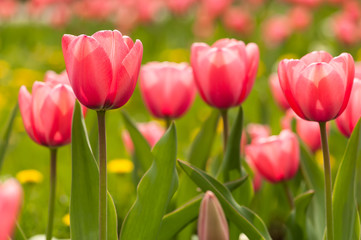 Pink tulip flowers