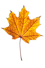 Naklejka na ściany i meble Maple leaf isolated