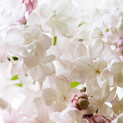 White lilac close-up