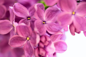 Purple lilac close-up