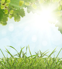 Obraz premium green acorns, leaves and grass on sunny background