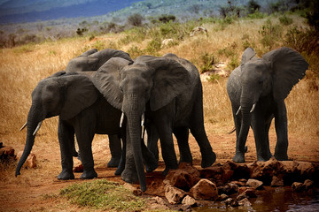 Several elephants at the source