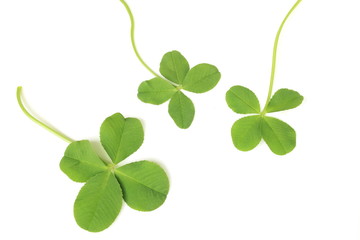 よつ葉のクローバー