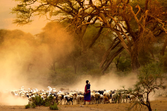 Shepherd leading herd of goats
