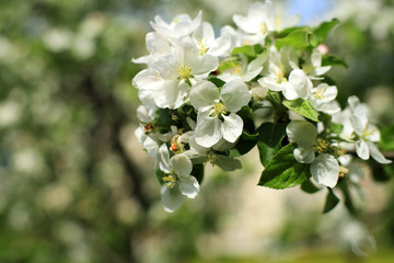 White flowers Apple trees in the spring, nature