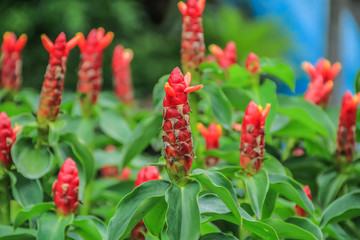 Indian Head Ginger