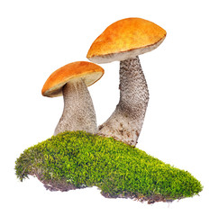 two orange-cap boletus in green moss isolated on white