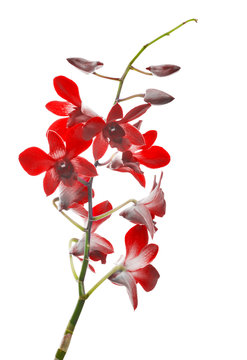 bright red orchid flower branch on white