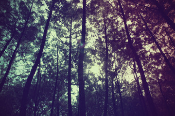 Pine Forest