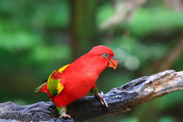 Chattering Lory resting on a twig