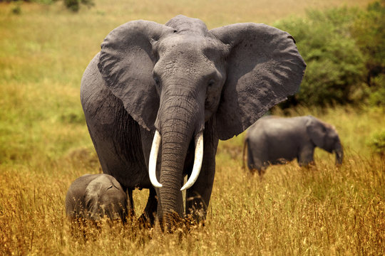 Fototapeta small elephant follows the mother on the plains of Masai Mara