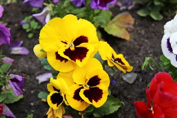 Gelbe Stiefmütterchen