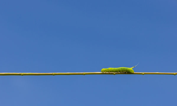 Green worm