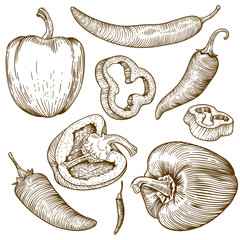 engraving illustration of many peppers