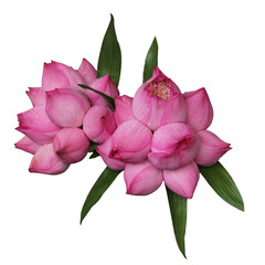 lotus bud with water droplets