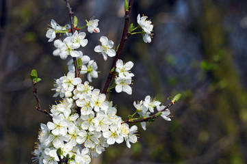 Obraz premium Weiße Blüten eines Busches
