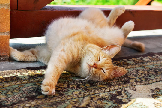 lazy red cat scratching himself