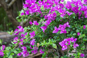 Fototapeta premium Flowering Bougainvillea
