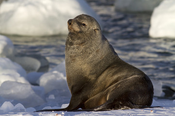 Fototapeta premium male fur seal resting on a snowy bank