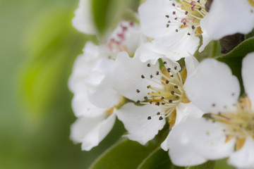 Obraz premium Kirschblüten