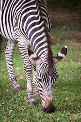 Fototapeta na wymiar Zebra, close up