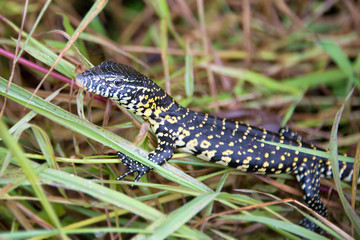 Salamander, Zambia
