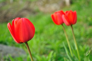 Obraz premium Beautiful red tulips closeup with blurred green background