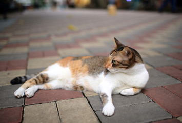 street cat