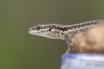 Portrait of a lizard reptile