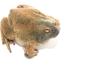 bullfrog  isolate on white