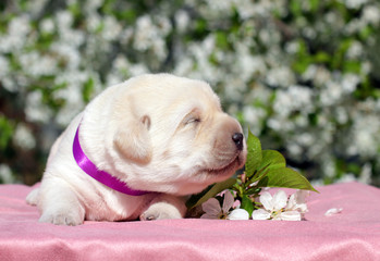 newborn yellow labrador puppy