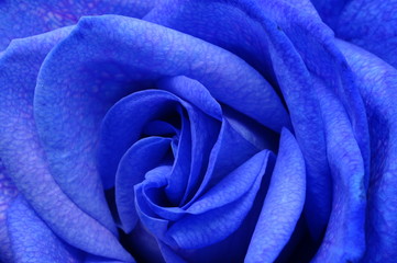 Details of blue flower rose