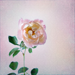 Vintage background with rose