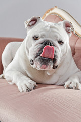 Obraz premium White english bulldog lying on vintage sofa. Studio shot against