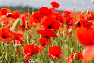 Nice field of red poppy flowers