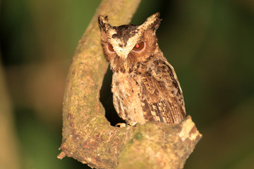 Palawan Scops Owl (Otus fuliginosus) in Palawan Island