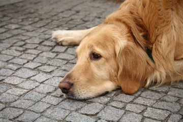 Golden retriever dog looking very sad lying on street