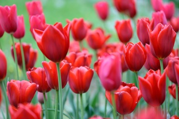 tulipani rossi