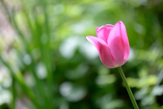 tulipano rosa solo