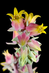 Echeveria purpusorum