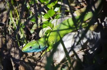 Green Lizard