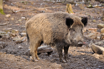 Wildschwein
