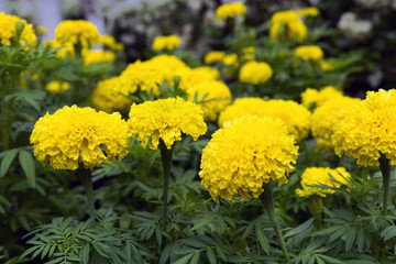 Yellow Tagetes in Green Grass.