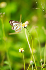 Small butterfly