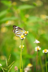 Small butterfly