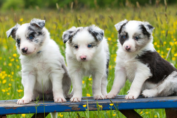 Border Collie Welpen