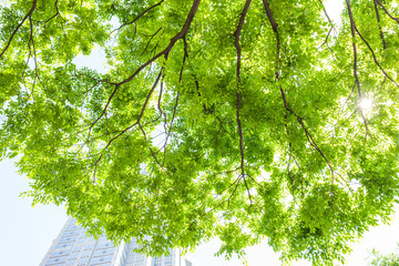 新宿高層ビル街の新緑