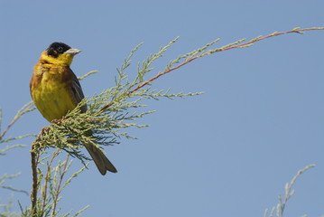 Kappenammer (Emberiza melanocephala)