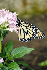 Monarch butterfly Latin name Danaus plexippus