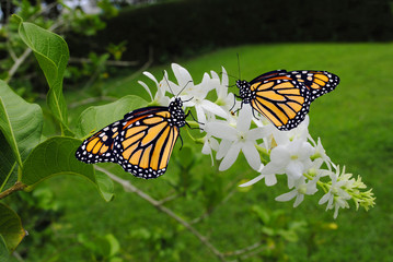 Monarch butterflies Latin name Danaus plexippus © Peter